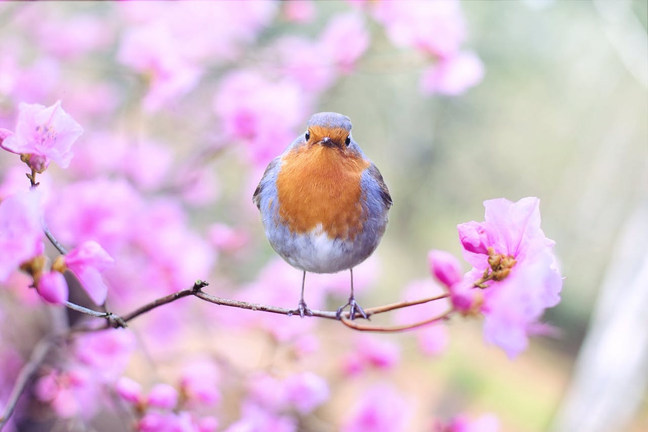 Tweets
