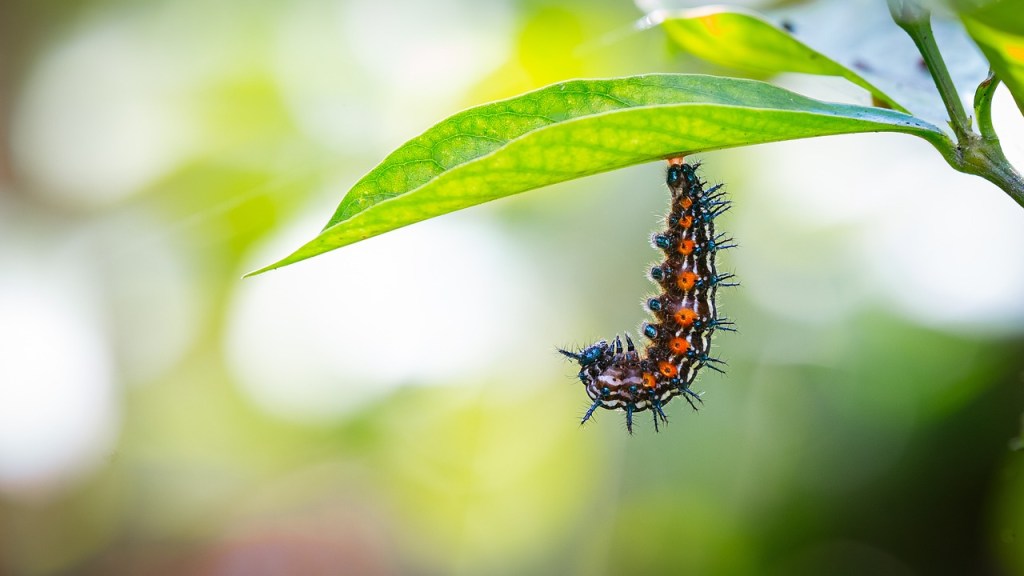 The Lonely Caterpillar and Finding Inner Peace