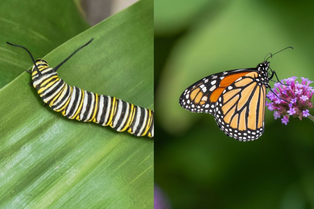 A Caterpillar’s Garden