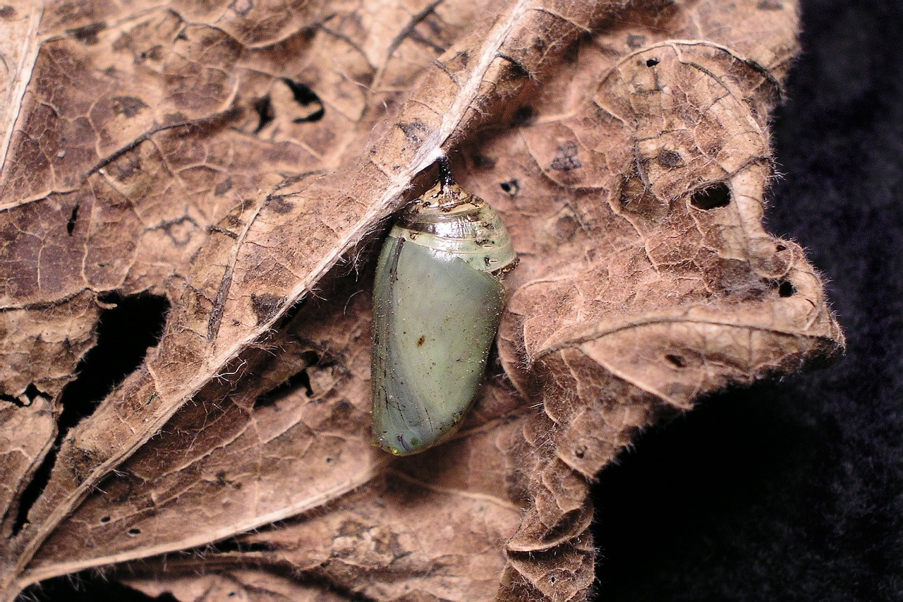 The Cocoon