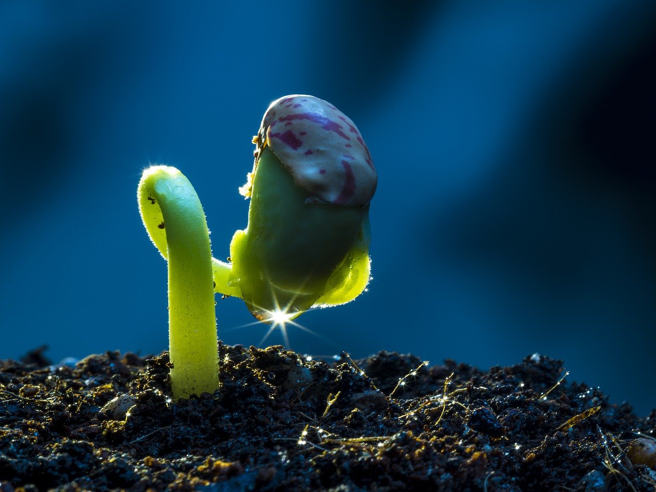 Seeds of Life or Destruction